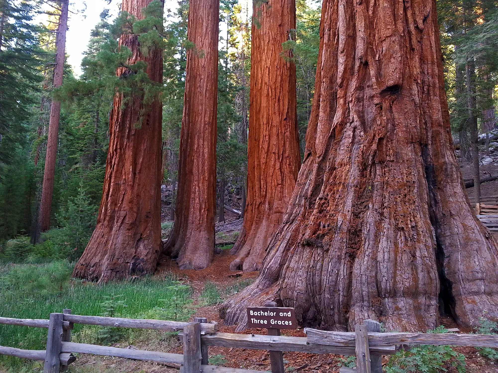 post-Ultimate Guide to Yosemite National Park Giant Trees: Mariposa Grove Ancient Sequoias