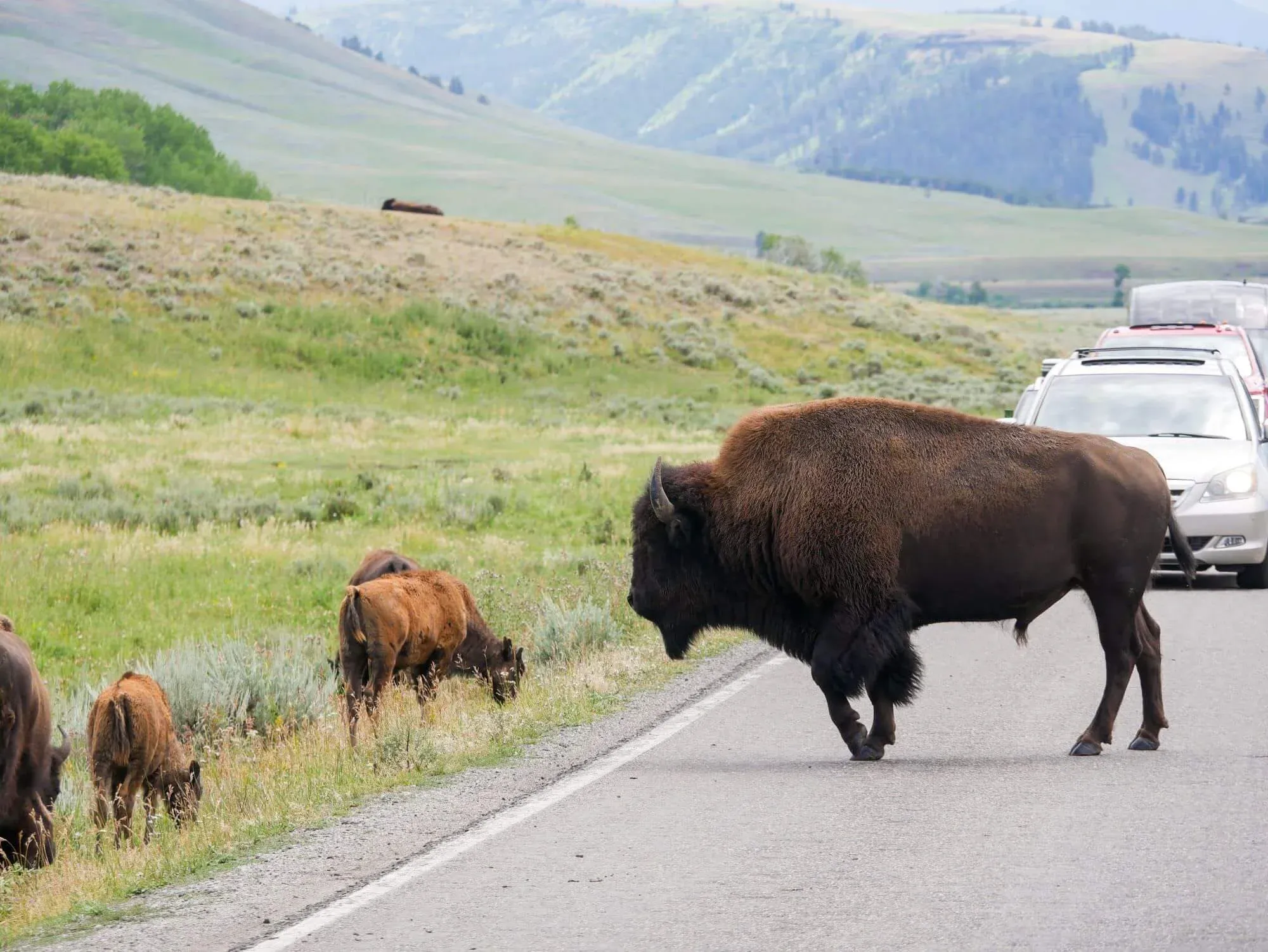 post-Yellowstone National Park 2: Your Ultimate Guide to Both Upper and Lower Loops (2025)