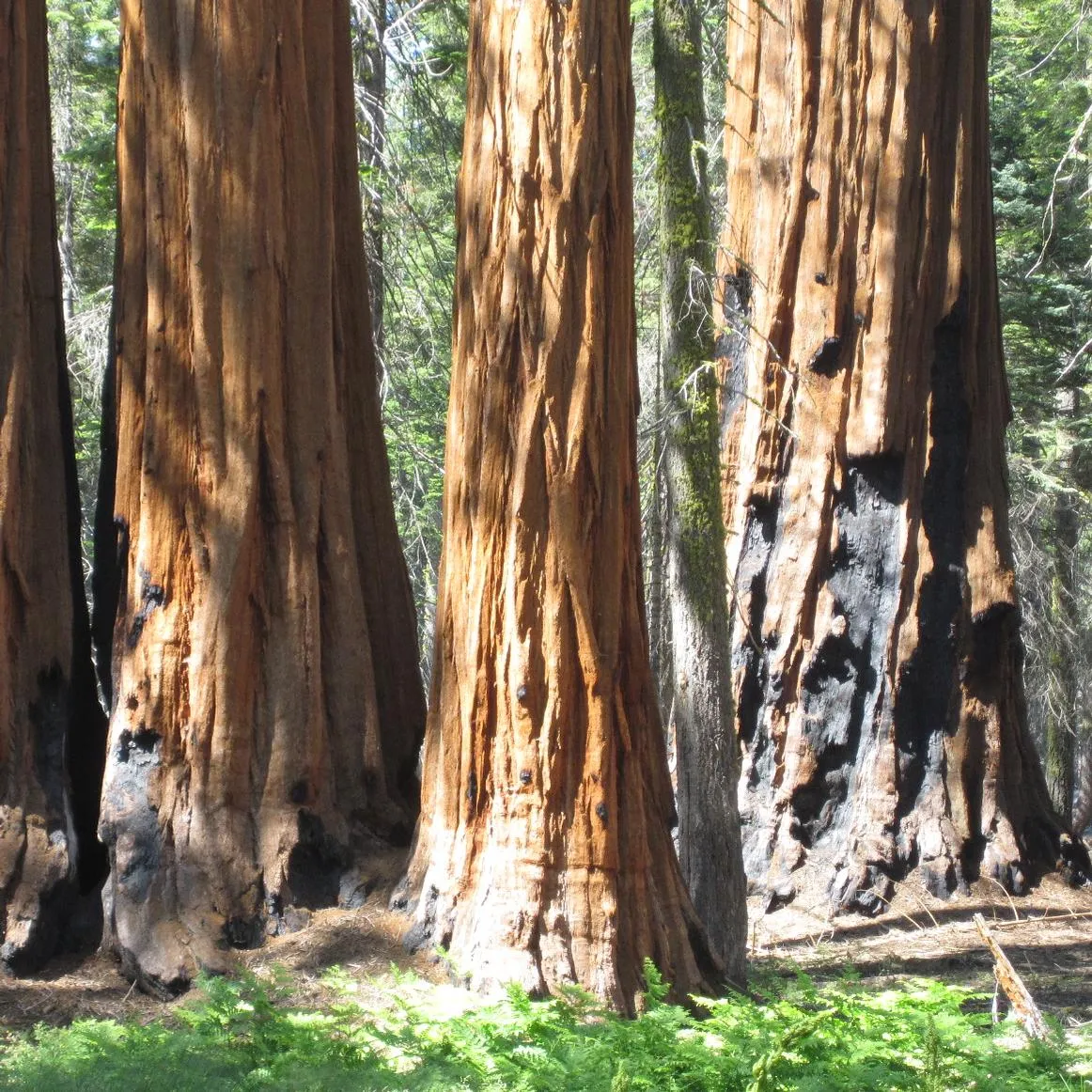 post-The Ultimate Travel Guide to Sequoia National Park: Land of Giants
